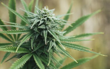Grow 1 cannabis plant indoors