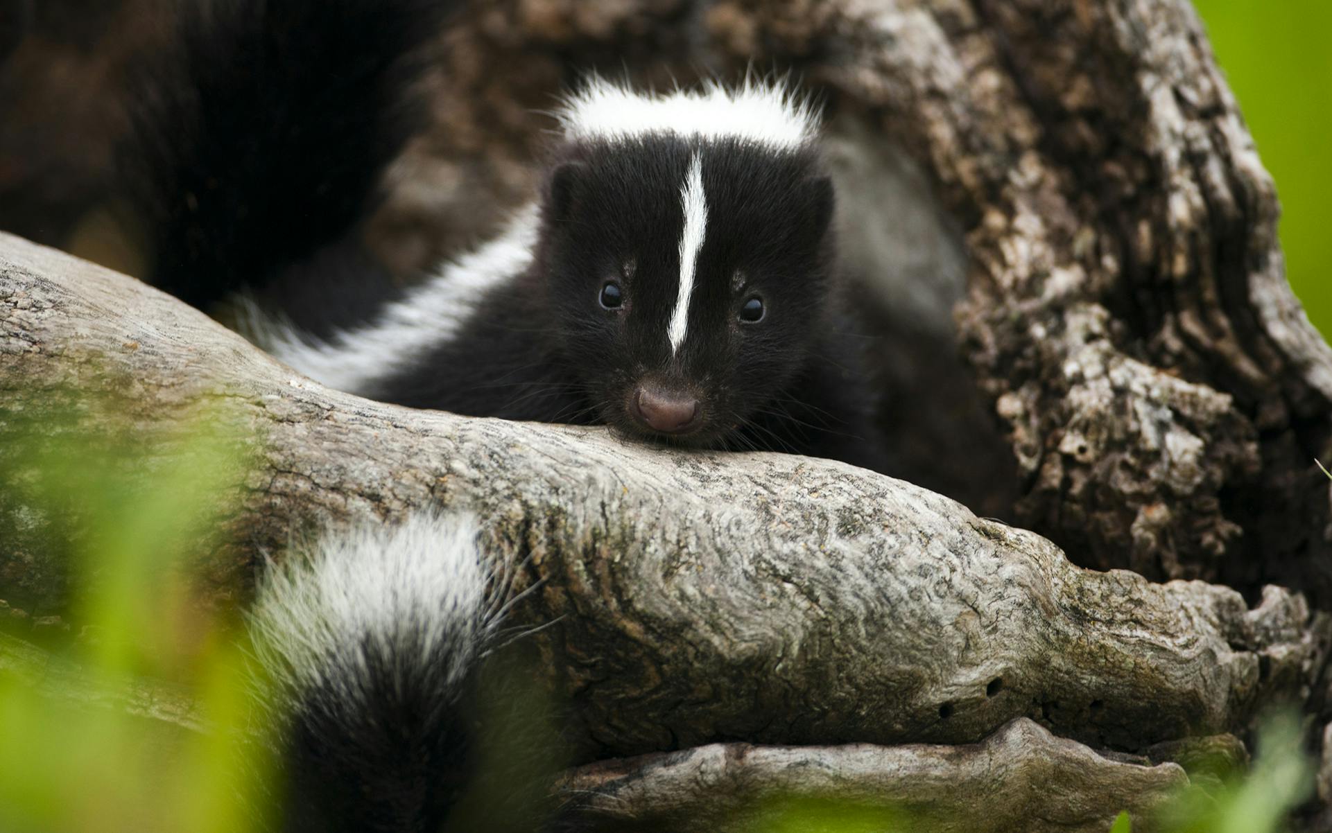 what-is-skunk-weed-and-where-did-it-originate-leafly