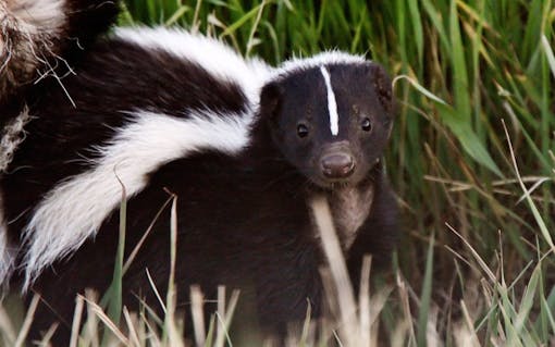 "Skunk Cannabis" Summarized