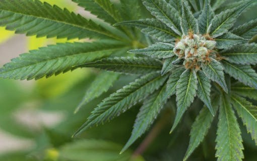 "Reefer Madness" in the U.K.