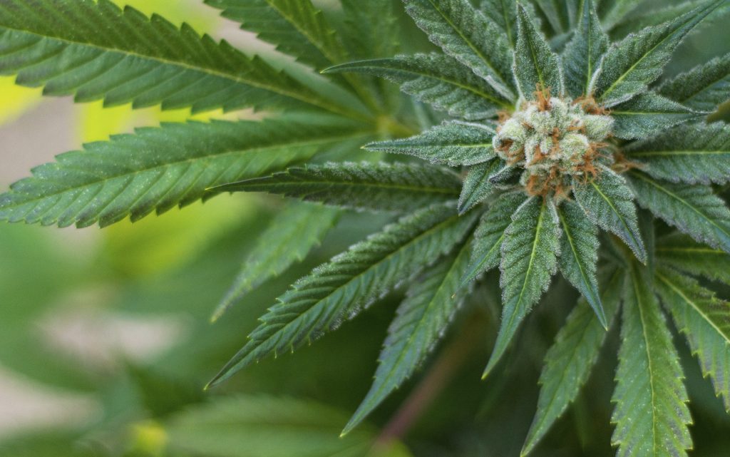 What Is 'Skunk Weed' and Where Did It Originate? Leafly