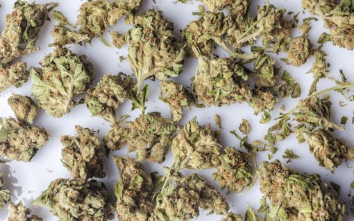 Moisture and Cannabis Burn Rates