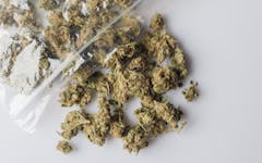 Identifying Old or Bad Cannabis Past Its Shelf Life