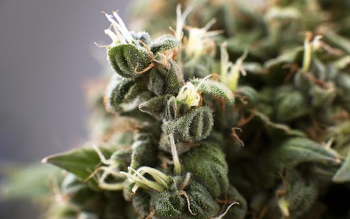 Visual cues for identifying old or bad cannabis