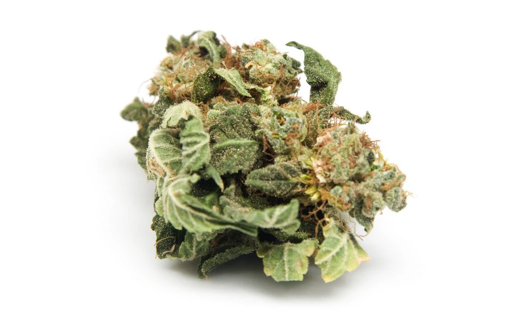 Identifying Old Or Bad Cannabis Past Its Shelf Life Leafly