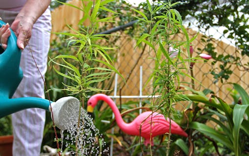 MMJ legalization lost by 3 percent on Nov. 4, 2014. “The next day we were re-drafting the amendment,” said Ben Pollara.