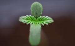 marijuana sprout