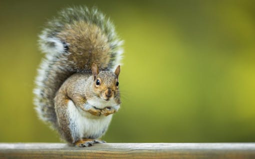 Eastern Grey Squirrel (Sciurus carolinensis)
