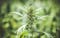 Marijuana seeds and stems