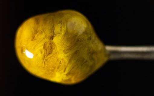 concentrate-firefly-1
