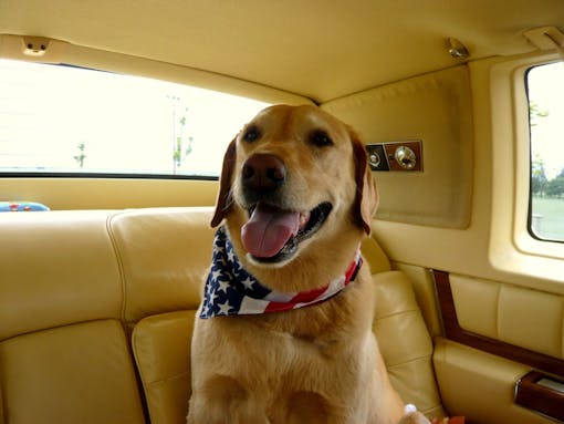 cannabis-pets-Nicholas-Czech-Lukas-Hurt