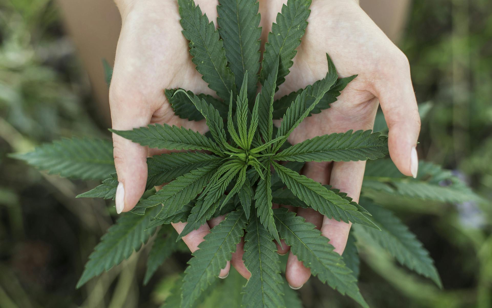 Is Cannabis the World’s Next Disruptive Innovator? image