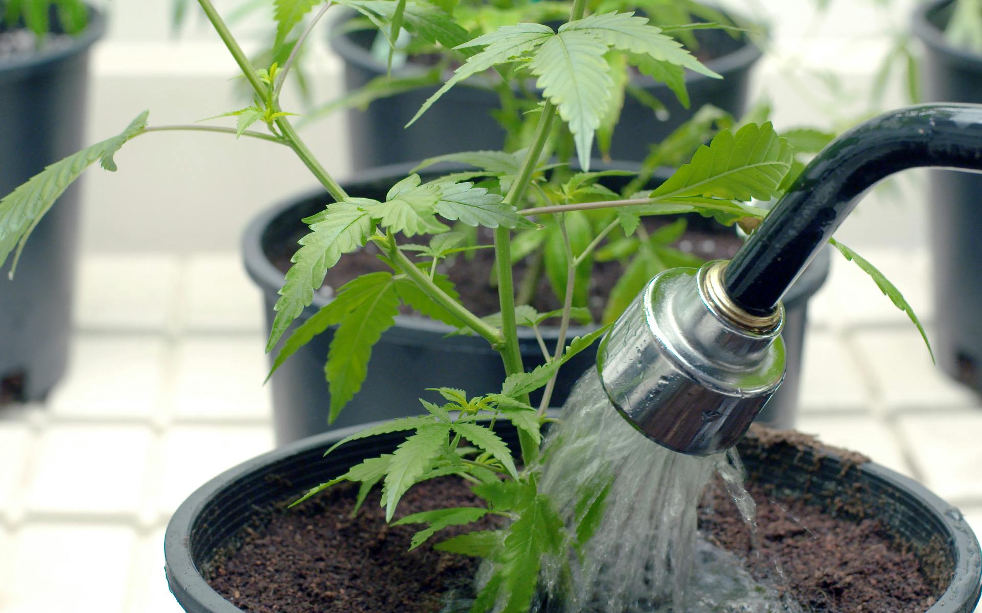 Tips for watering your cannabis plants image