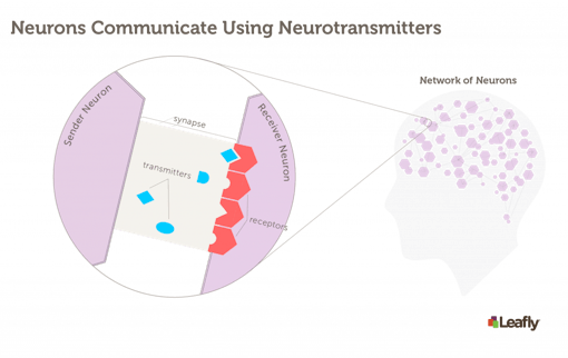 how neurons in the brain communicate