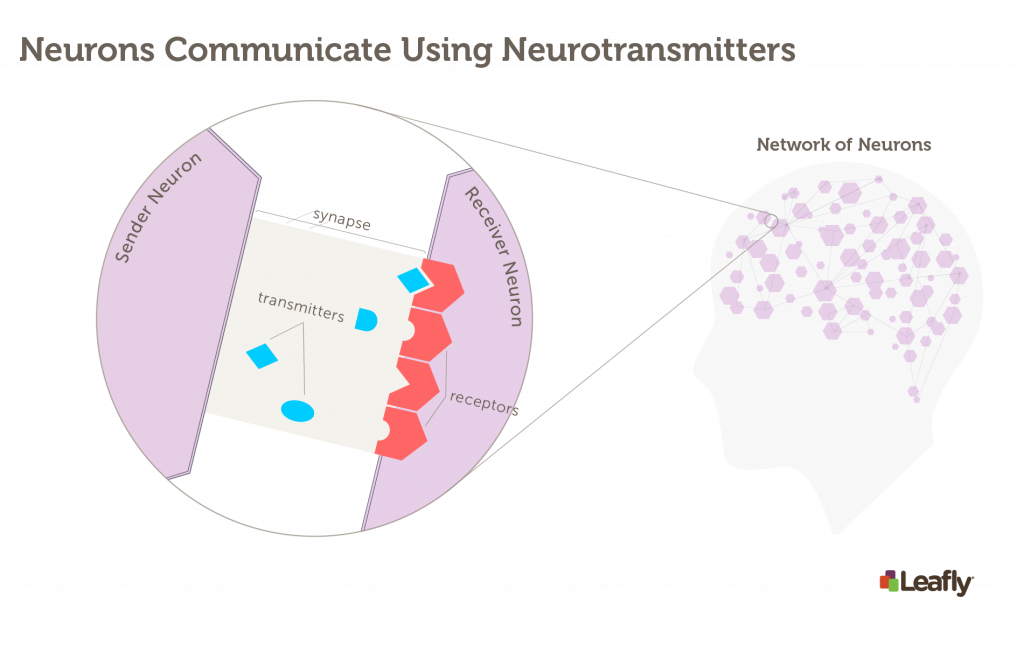 how neurons in the brain communicate