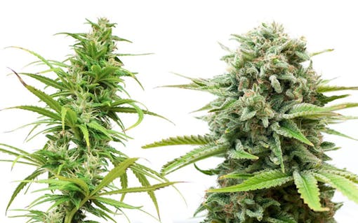 the-science-of-sativa-what-makes-them-different