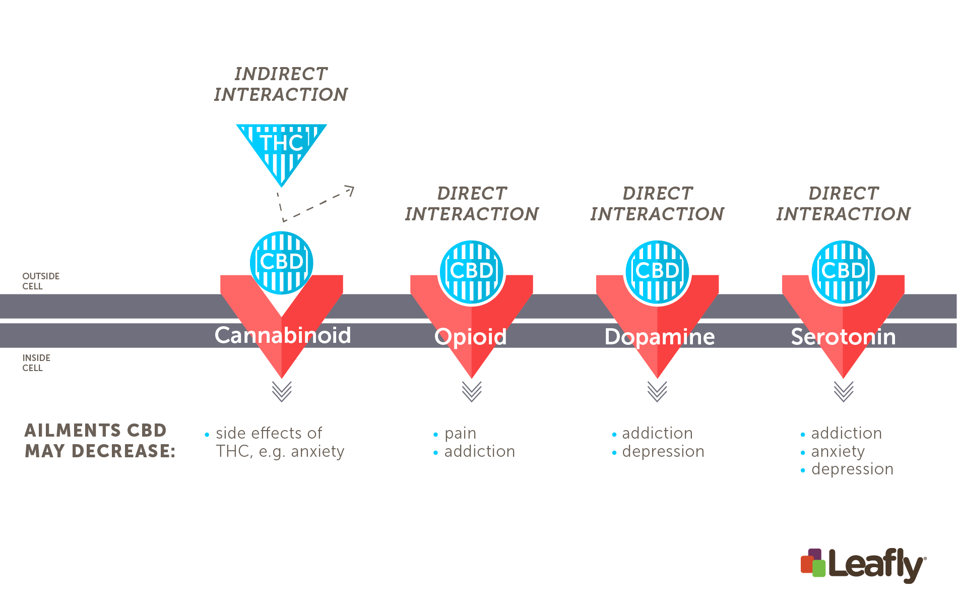 How CBD affects receptor systems in the brain