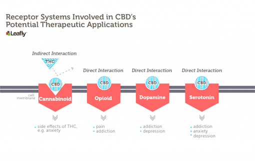 CBD interacts, either directly or indirectly, with many different receptor systems in the brain. It indirectly influences the major cannabinoid receptor in the brain by decreasing THC’s ability to stimulate this receptor. It also interacts with a variety of other receptors. A subset of these are shown here. Each red shape represents a different brain receptor that might be found on a neuron. Some of the potential therapeutic applications associated with CBD’s interaction with each receptor system are listed below each receptor.