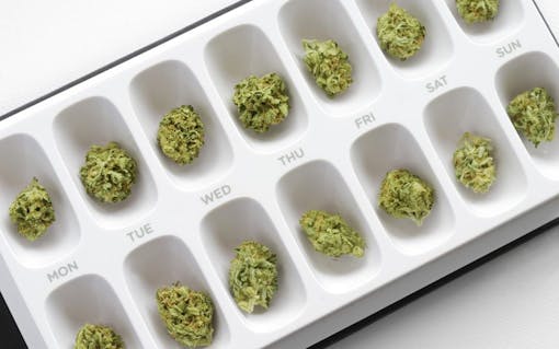 Marijuana buds organized into a weekly pill case.