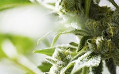 CBD vs. THC for Sex: What's the Difference?