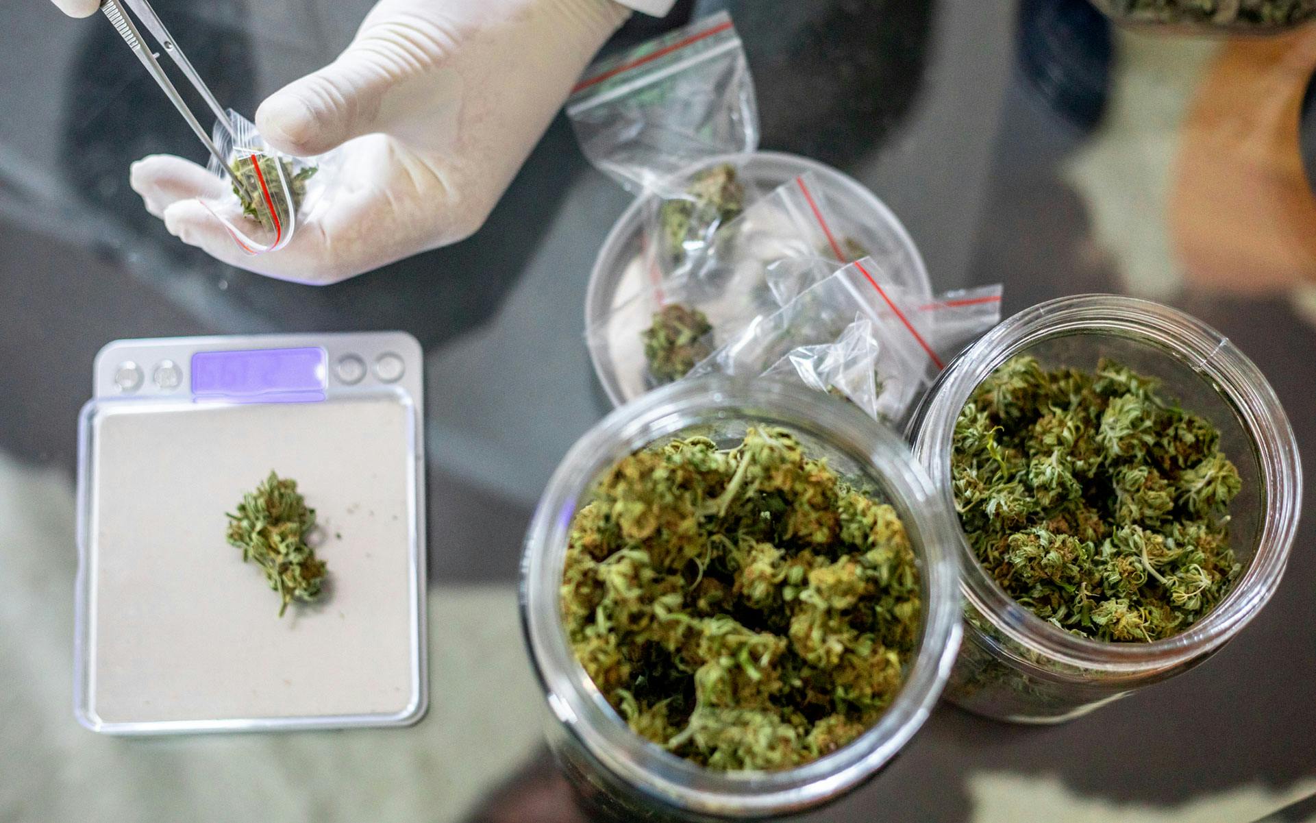 The 10 best CBD strains according to Leafly users image