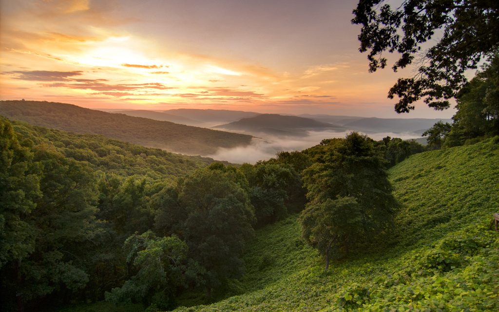 What Happens if Both Arkansas MMJ Measures Pass? Leafly