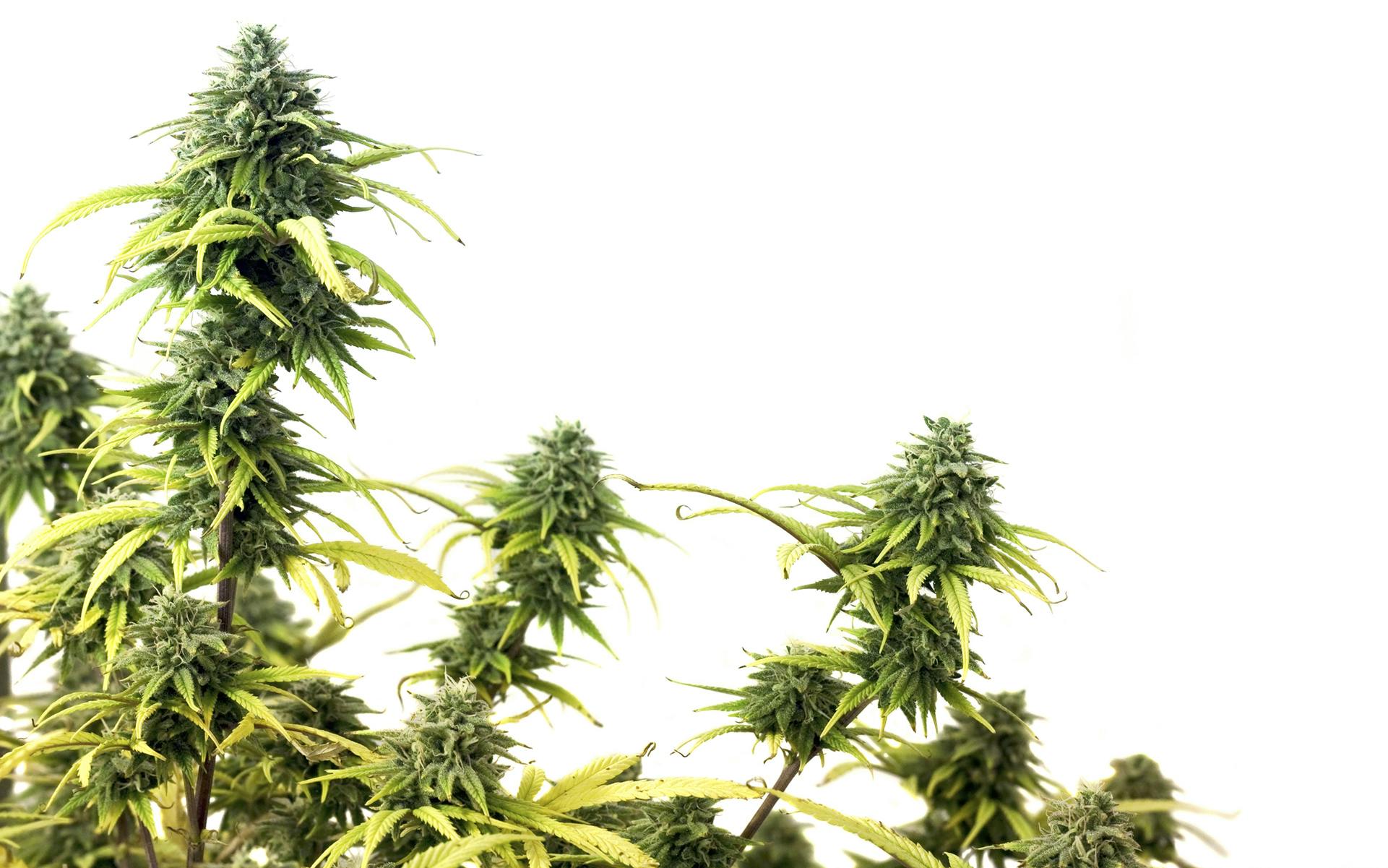 Why is CBD non-intoxicating? image