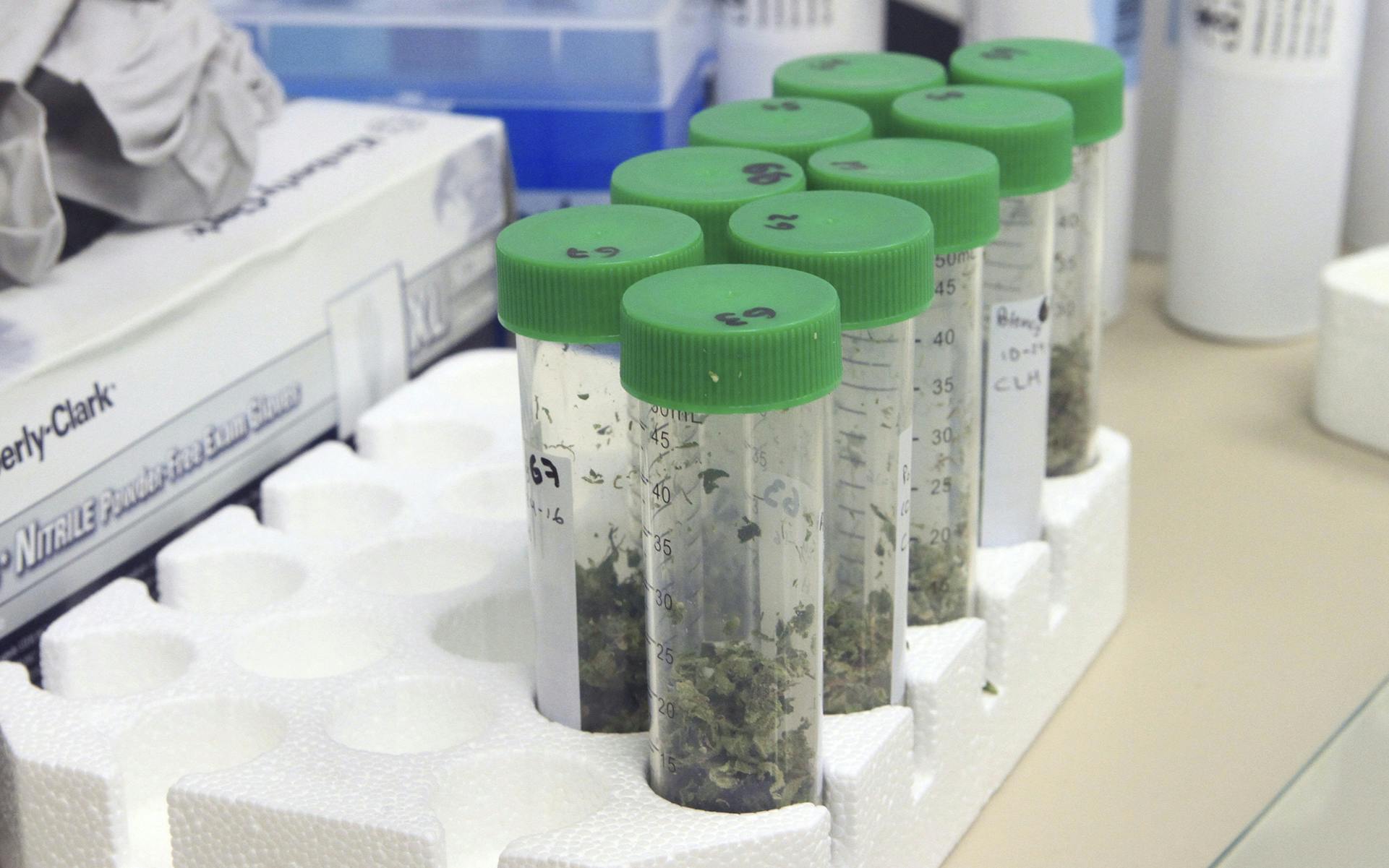 Alaska's First Cannabis Testing Lab Opens in Anchorage Leafly