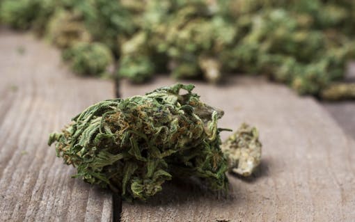 Marijuana bud close up