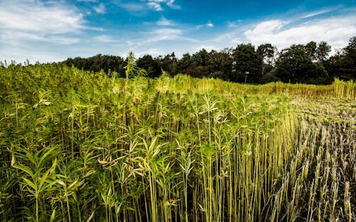Field where CBD vape oil is sourced