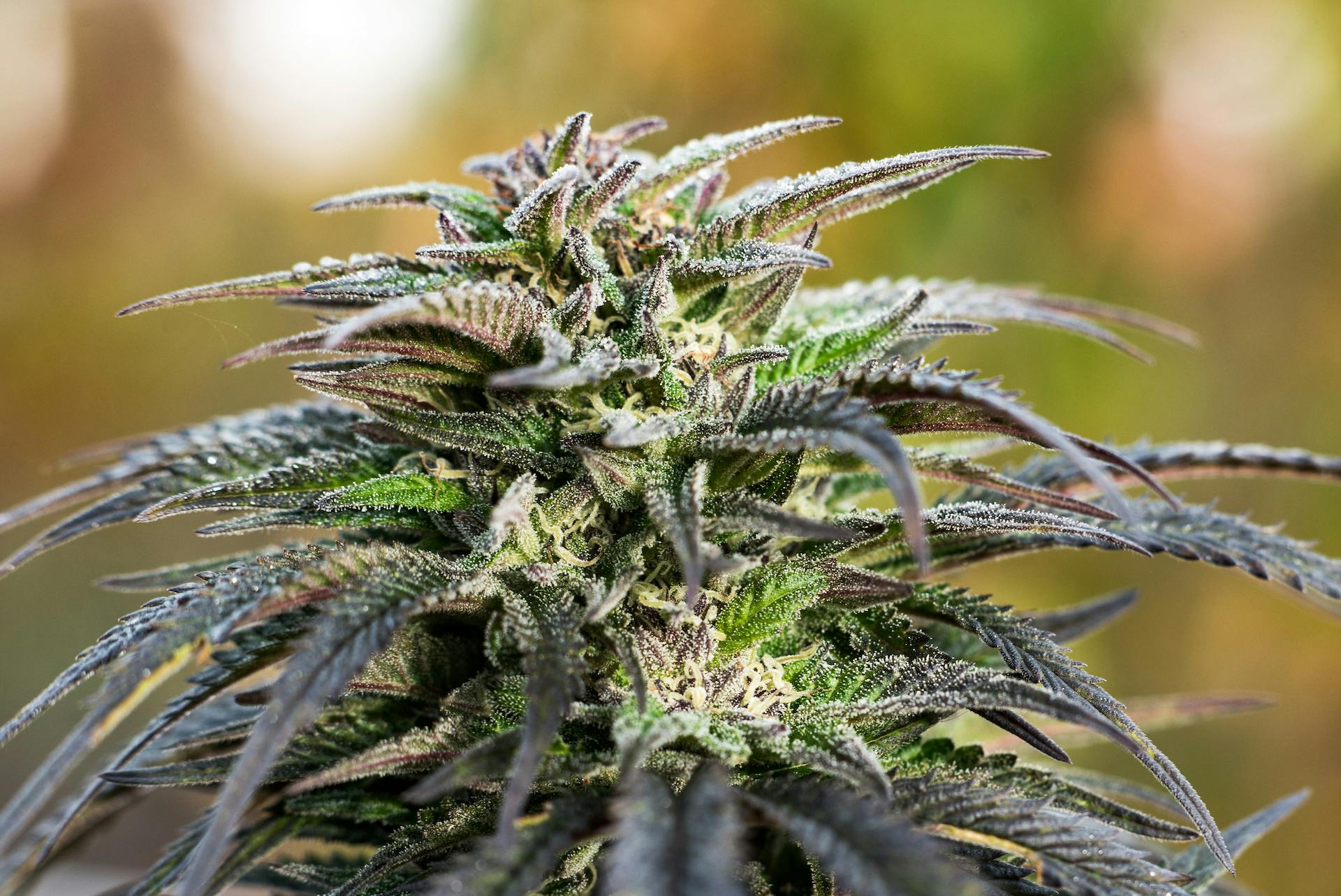 5 easy marijuana strains to grow for beginners image