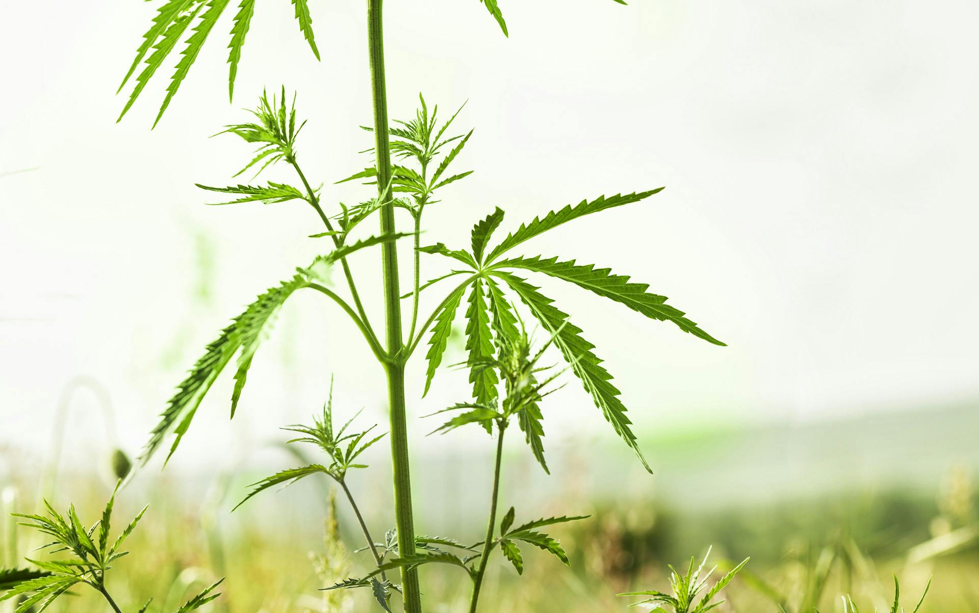 Differences in Growing Sativa, Indica and Hybrid Cannabis image