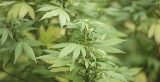 Close up of marijuana plant