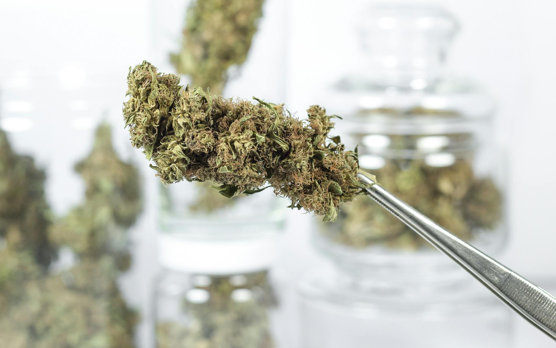 Which States Are Most Likely to Legalize Cannabis Next? image