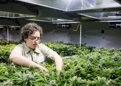 Recreational Marijuana at Medicine Man in Denver, Colorado, Monday, January 13, 2013. Photo by Matt Nager