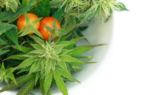 How to Pair Food and Drinks with Cannabis Terpenes