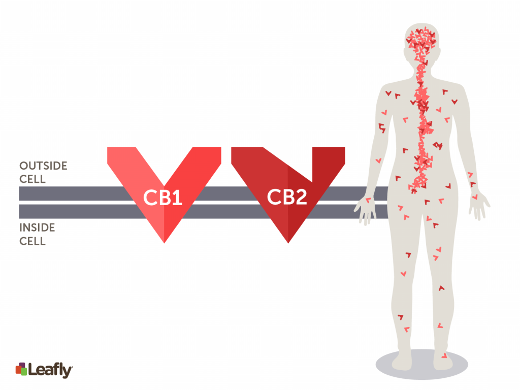 What Is The Endocannabinoid System And What Is Its Role Leafly