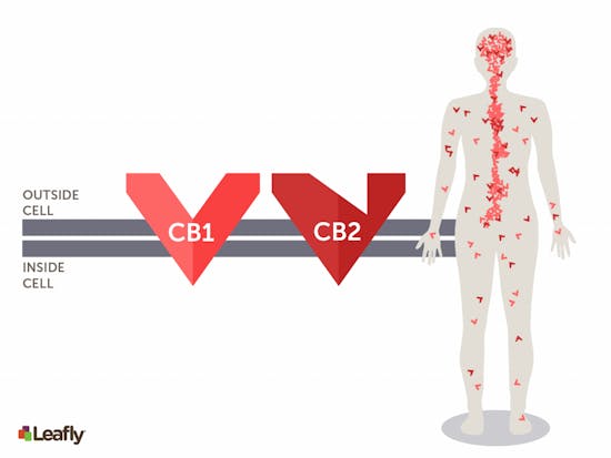 体内のエンドカンナビノイド系カンナビノイド受容体CB1とCB2