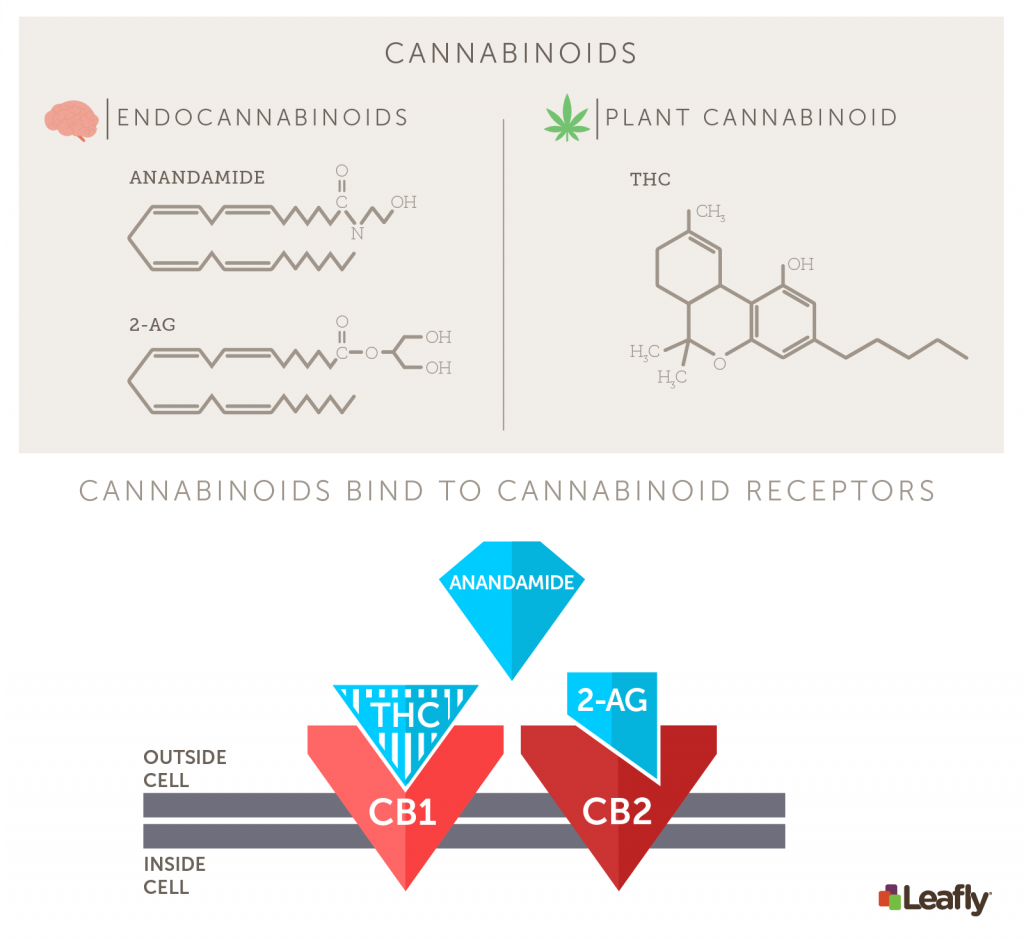 Meet The ‘Bliss Molecule’ Anandamide, A Cannabinoid Your Body Produces ...