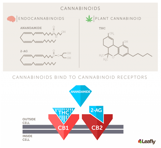 anandamid og 2-AG er de to store endocannabinoider, der produceres naturligt i kroppen