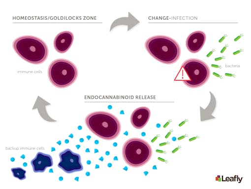 the endocannabinoid system and inflammation
