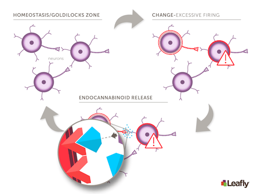 endocannabinoid system regulation of brain cell firing