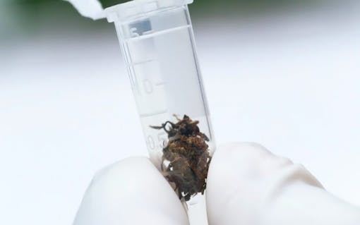 Analysis of marijuana