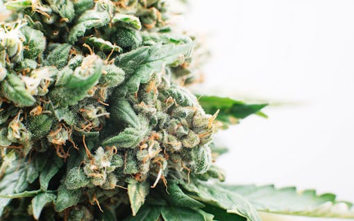 New DEA Rule Says CBD Oil is Really, Truly, No-Joke Illegal