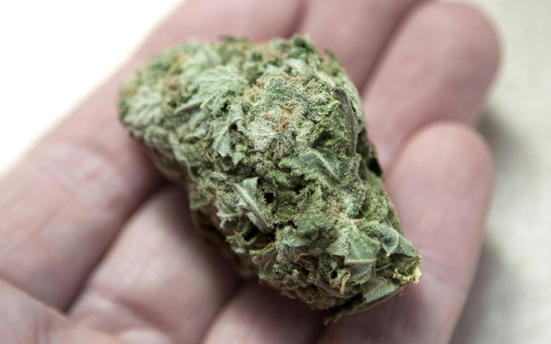 What Is Bud Cannabis Glossary Leafly