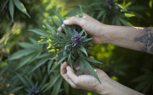 why-does-cannabis-produce-thc-4