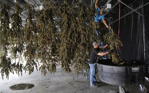 In this Oct. 4, 2016 photo, farmworkers inside a drying barn take down newly-harvested marijuana plants after a drying period, at Los Suenos Farms, America's largest legal open air marijuana farm, in Avondale, southern Colo. During the fall 2016 harvest, the 36-acres at Los Suenos is expected to yield 5 to 6 tons. (AP Photo/Brennan Linsley)