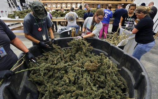 In this Oct. 4, 2016 photo, farmworkers process newly-harvested marijuana plants, at Los Suenos Farms, America's largest legal open air marijuana farm, in Avondale, southern Colo. For the fall 2016 harvest, the farm's 36-acres are expected to yield 5 to 6 tons. (AP Photo/Brennan Linsley)