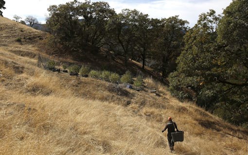 In this Wednesday, Oct. 12, 2016 photo, Aaron Gonzalez follows a path to harvest marijuana from grower Laura Costa's farm near Garberville, Calif. (AP Photo/Rich Pedroncelli)