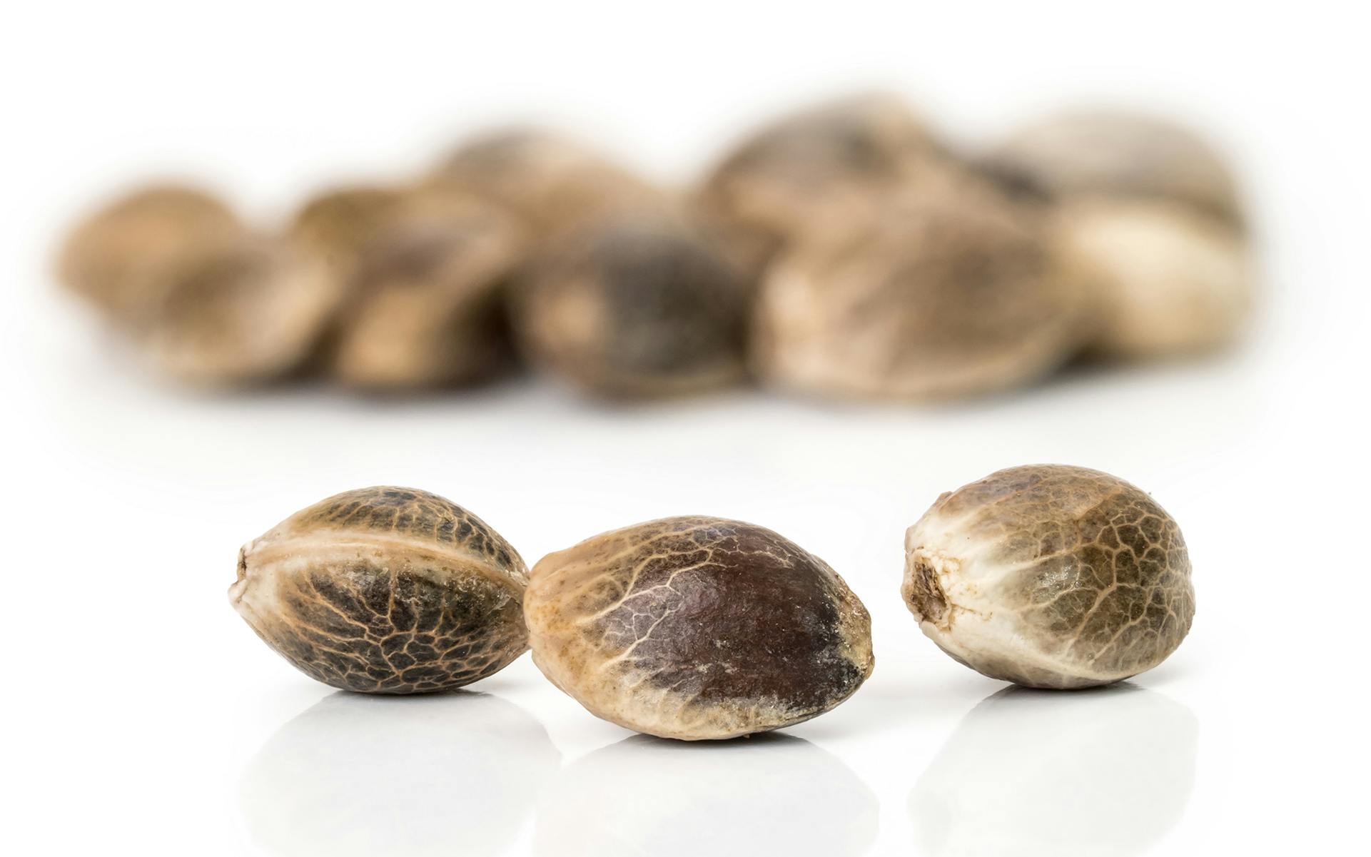 How to germinate cannabis seeds image